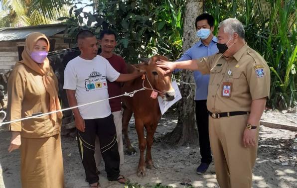 Kadis KUKM Babel Serahkan Sapi Kurban untuk Masyarakat Kota Kapur